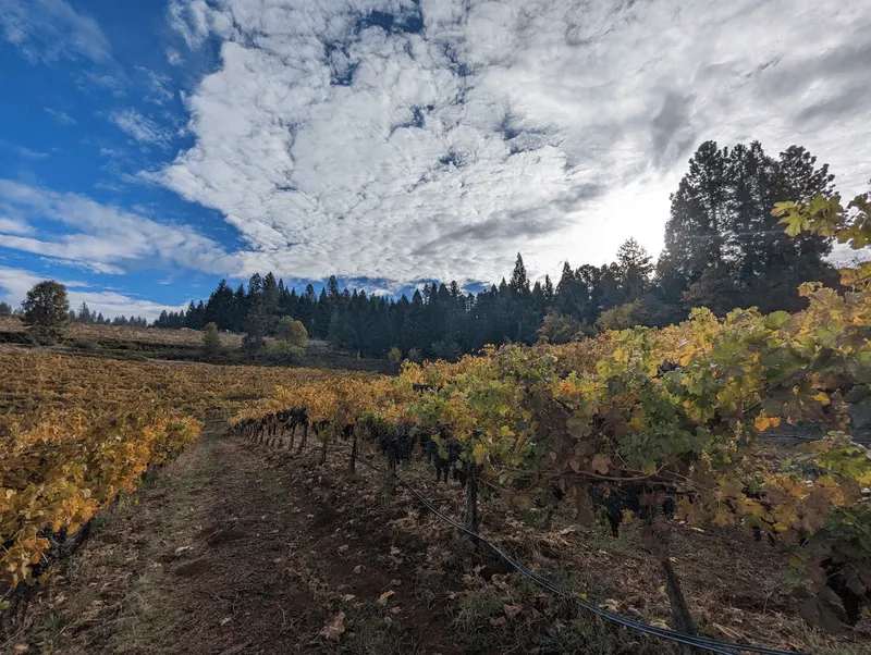 Biama Vineyard fall landscape in the Sierra Foothills, El Dorado County